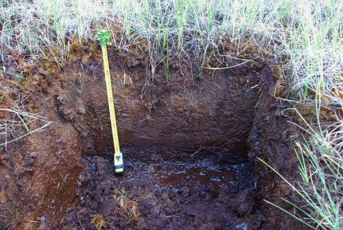 Торфяная почва с грунтовыми водами