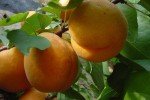 Крупные абрикосы на ветке