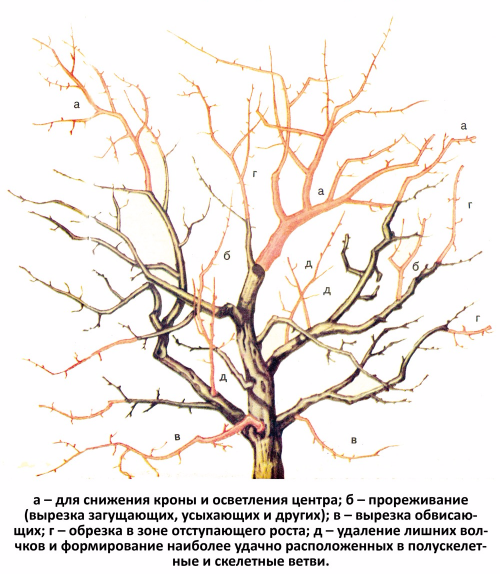 схема омолаживающей обрезки