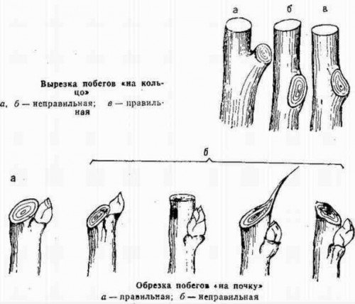 правильные и неправильные срезы