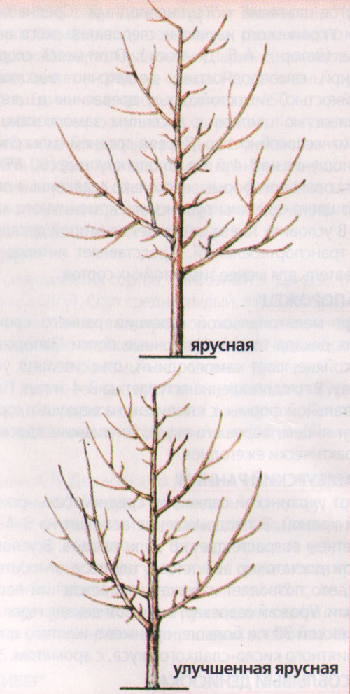 виды крон