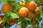 Зреющие абрикосы