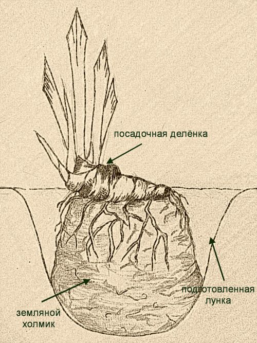 Правильно посаженный ирис