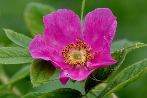 Шиповник с розовым цветком
