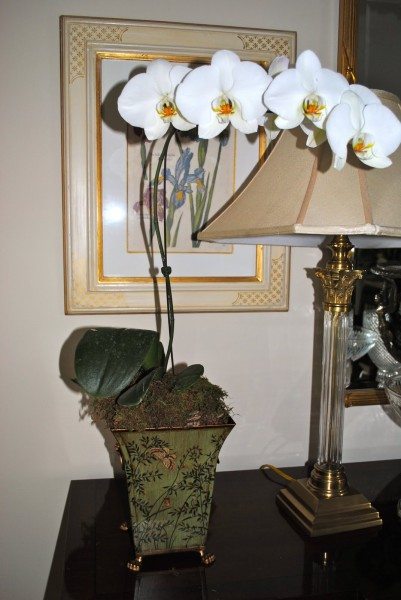 Красота орхидеи зависит от правильного ухода.