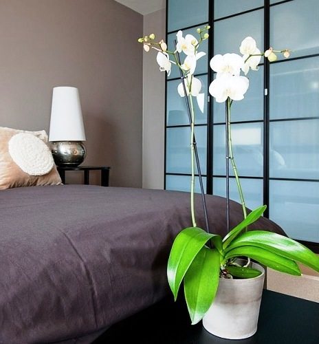 Сейчас модно украшать спальню цветущими орхидеями, их прелесть полностью соответствует атмосфере данной комнаты.