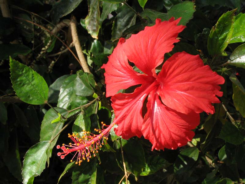 Red hibiscus flowers 