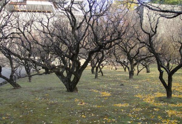 Осенняя обработка плодовых деревьев и кустарников осенью