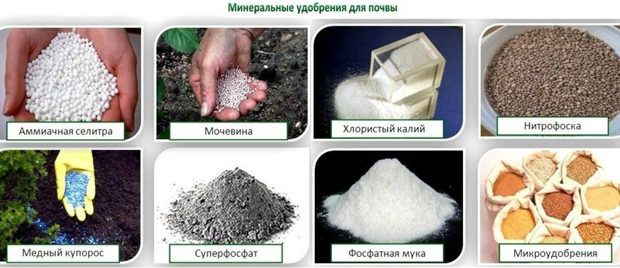 Минеральная подкормка для картофеля