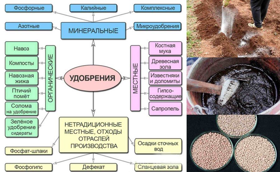 Лучшие удобрения для картошки