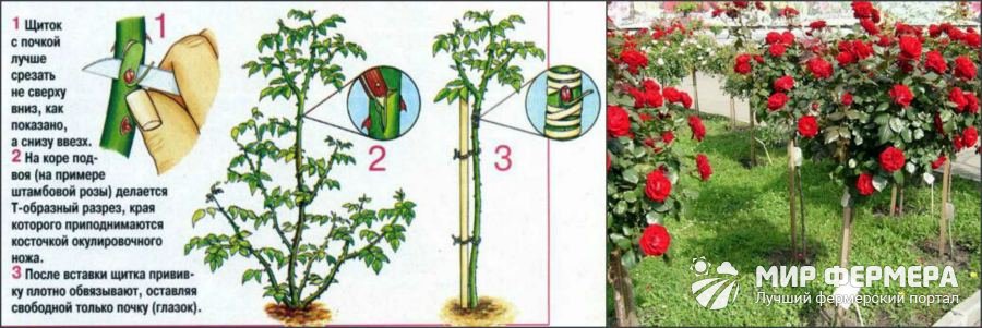 Как размножают штамбовые розы
