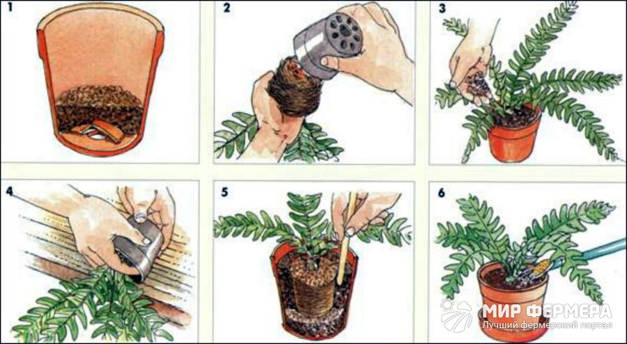 Как пересадить комнатное растение
