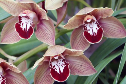 Посадка и уход за орхидеями в домашних условиях