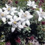 Эдельвейс – растение для альпинария, выращивание и уход