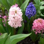 Гиацинты – цветы для сада