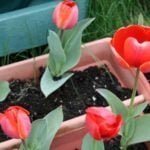 Выгонка тюльпанов в домашних условиях