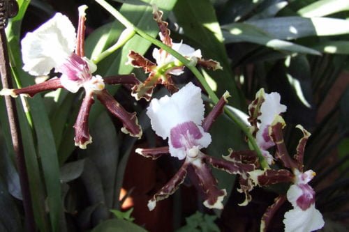 Как размножать орхидею в домашних условиях