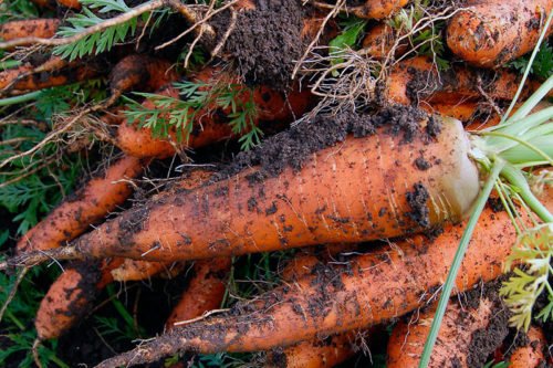 Подготовка корнеплодов моркови к хранению