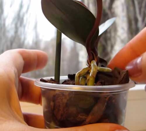 Как отделить и отсадить детку орхидеи от материнского растения