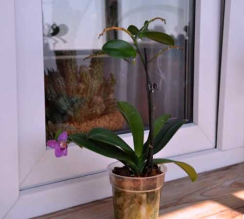 Как отделить и отсадить детку орхидеи от материнского растения