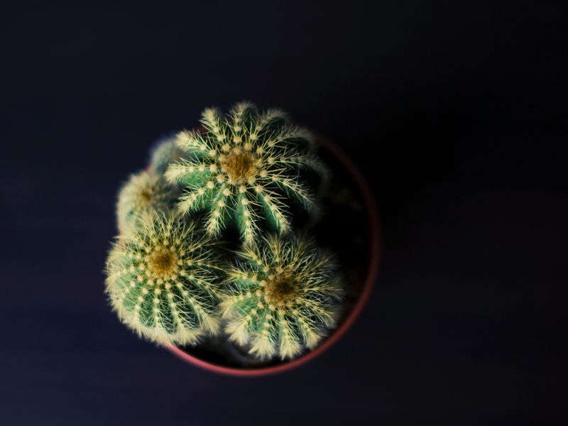 Фотография кактуса