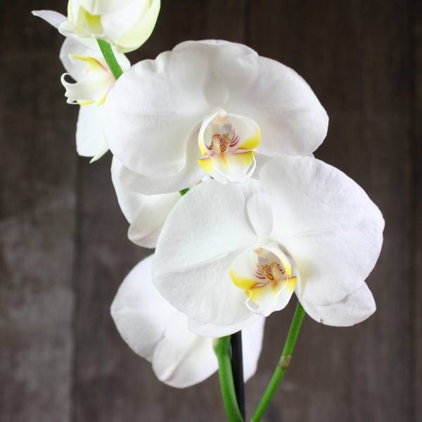 Орхидея Фаленопсис Apple Blossom