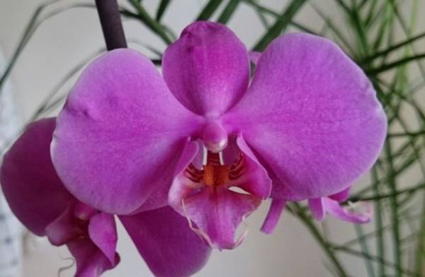 Орхидея Фаленопсис Pasadena фото