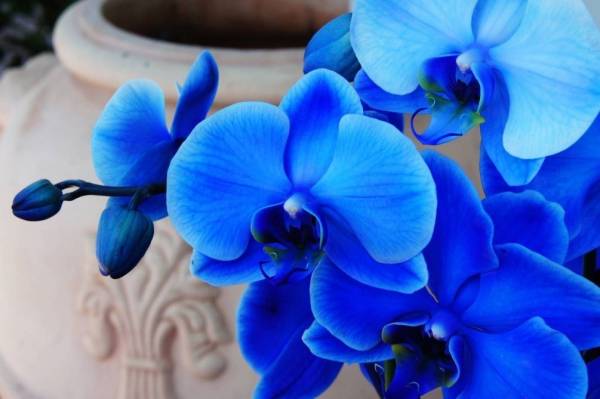 Орхидея Фаленопсис синяя