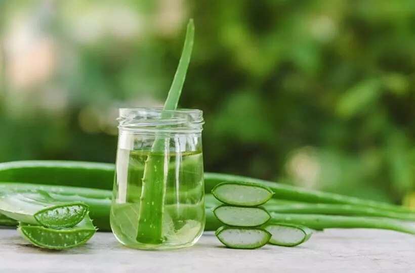 aloe in jar