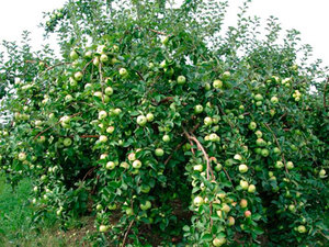Карликовые яблони отичаются хорошей урожайностью