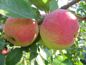 Летний сорт карликовой яблони 