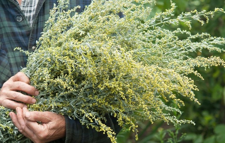 Зацветает абротан обычно во второй половине лета