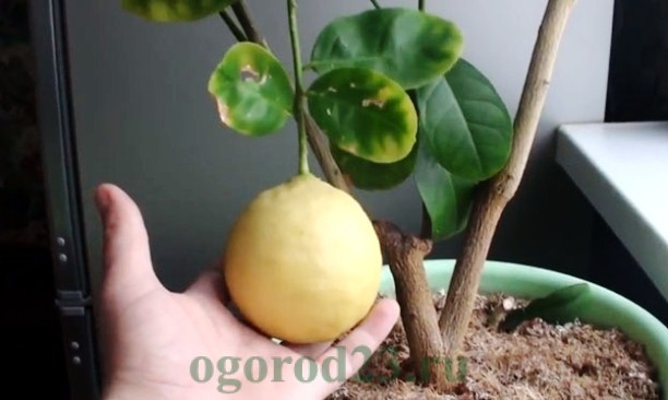 Как вырастить из косточки лимон в домашних условиях 5