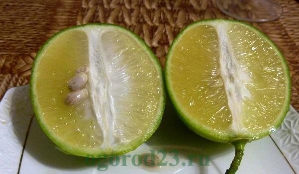 Как вырастить из косточки лимон в домашних условиях 2