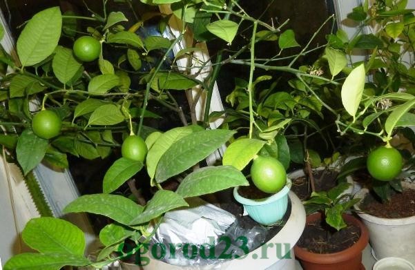 лимонное дерево уход в домашних условиях 4