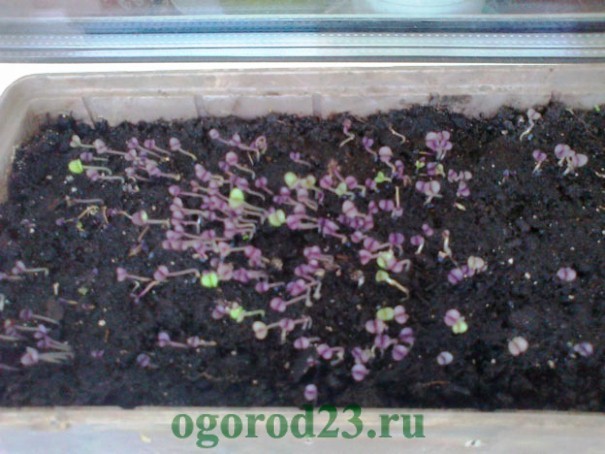 базилик, выращивание из семян 3