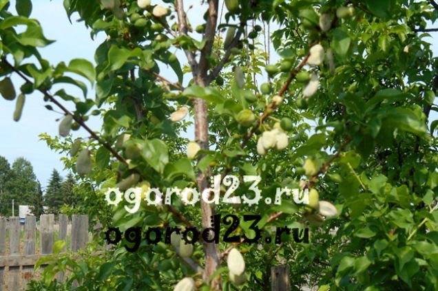 войлочная вишня, выращивание и уход 13