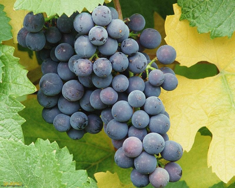 Морозостойкие сорта винограда технические: список лучших для юга России и устойчивые к болезням и вредителям