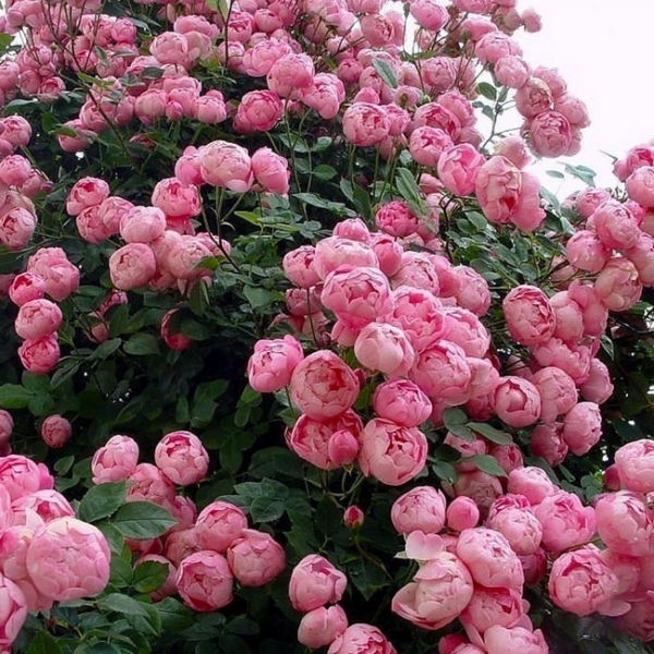 Пионовидная роза – любовь с первого взгляда: 11 роскошных сортов для вашего сада