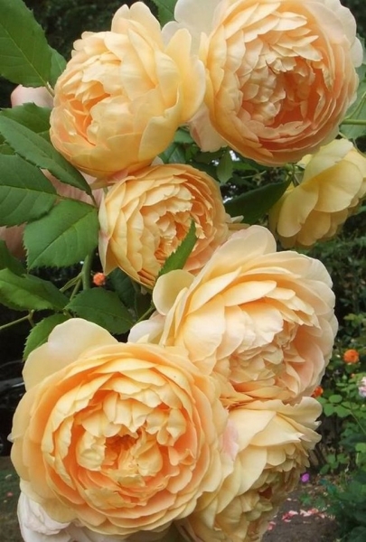 Пионовидная роза – любовь с первого взгляда: 11 роскошных сортов для вашего сада