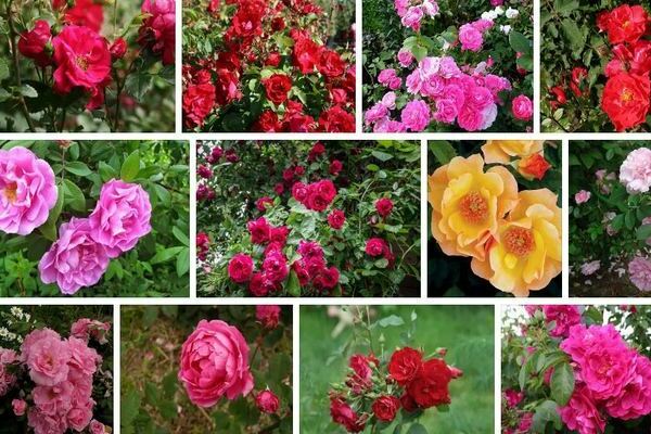 Канадские розы: особенности данной разновидности роз
