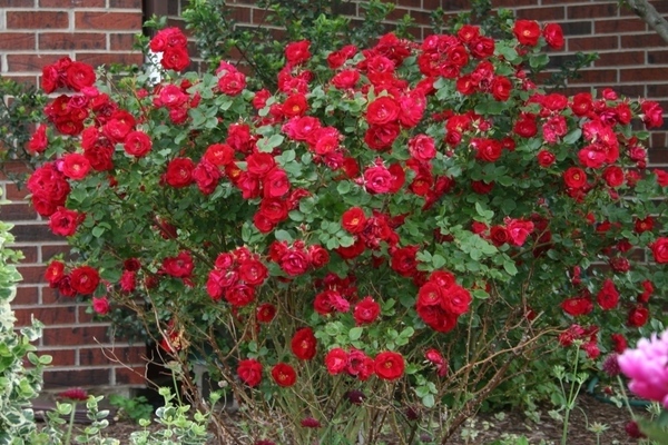 Канадская роза: фото, описание селекционных видов морщинистой розы