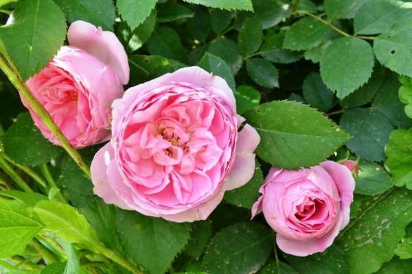 Канадская роза: фото, описание селекционных видов морщинистой розы