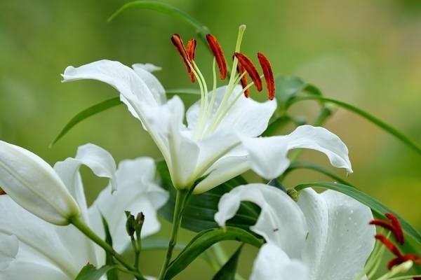 Низкорослые лилии: сорта с фото