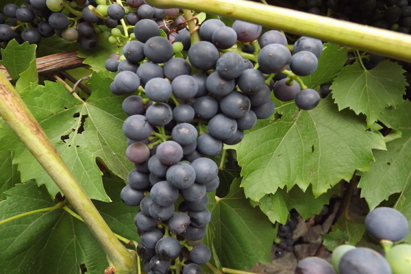 виноград в Ленинградской области
