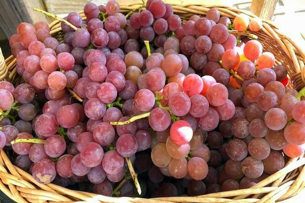 виноград лидия описание сорта