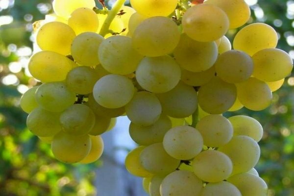 виноград на Урале