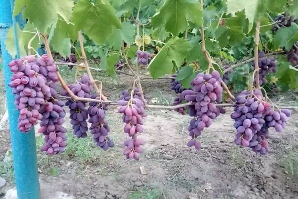 виноград Байконур