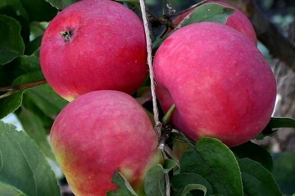 сорта яблонь для Сибири