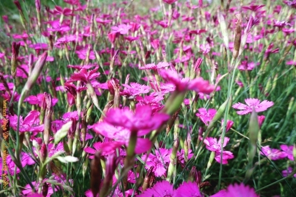 Гвоздика-травянка фото